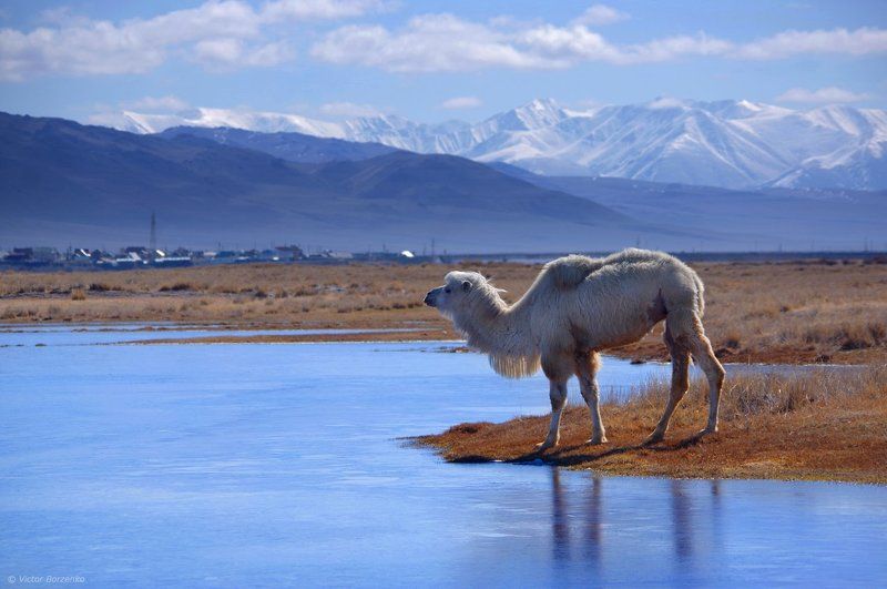 алтай, весна, май, кош-агач, чуйская степь, верблюд Типичный Кош-Агачский пейзажphoto preview