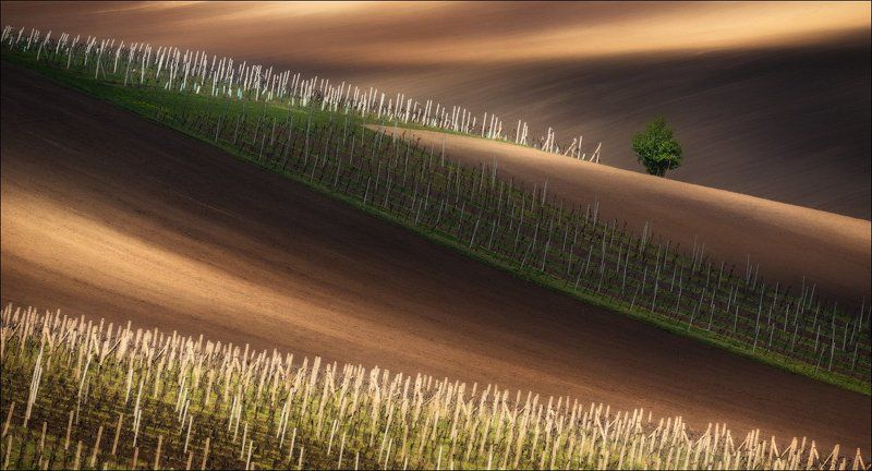 чехия, южная моравия, весна, вино, виноград, линии, свет, south moravian, czech republic, chiaroscuro Про спички ..photo preview