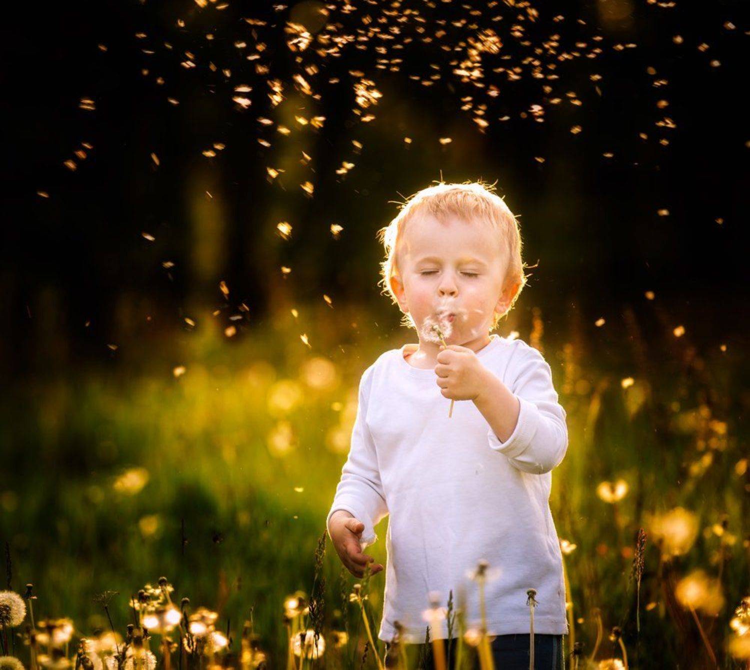 dandelions, dandelion, child , portrait, people, poland, nature, Milosz_G