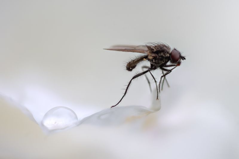 Капля и мухаphoto preview