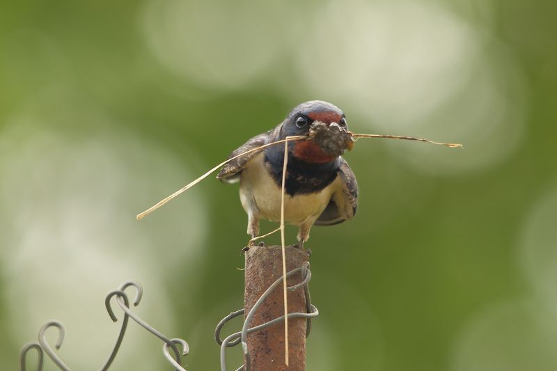 Angry Birdphoto preview