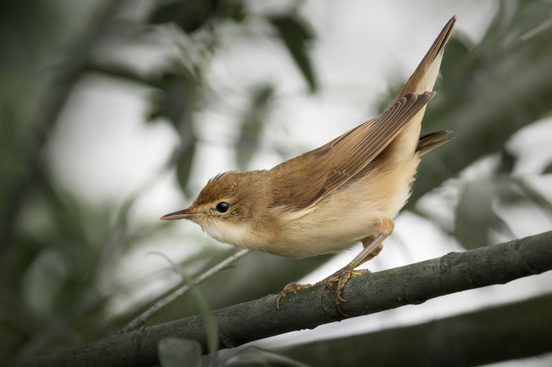 wildlife, birdwatching, nature, bird photography Болотная камышовка photo preview