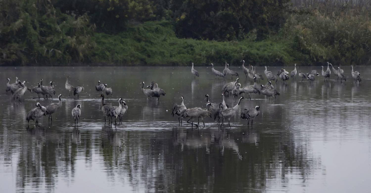 журавли,заповедник хула,израиль, Булкина Валентина
