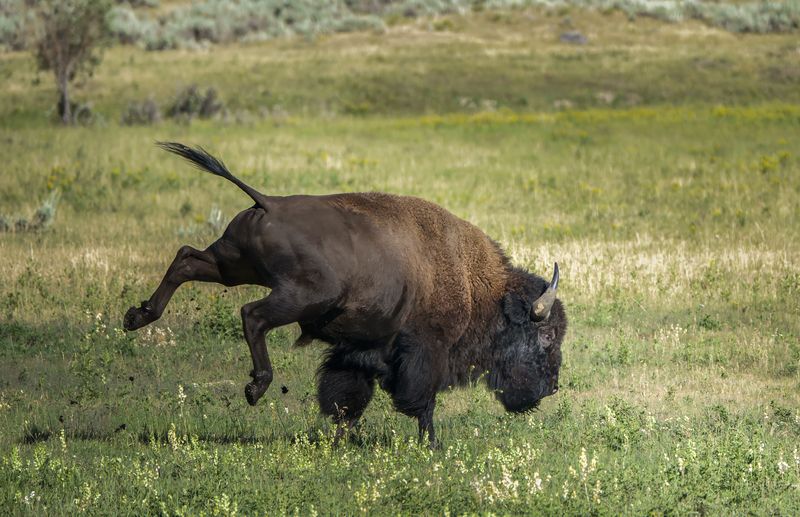 bison, bull,  Feisty bull photo preview