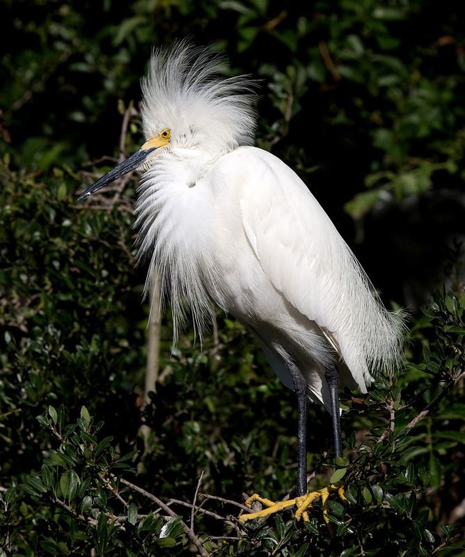 американская белая цапля, snowy egret, heron, florida, цапля, флорида Американская белая цапля - Snowy Egretphoto preview