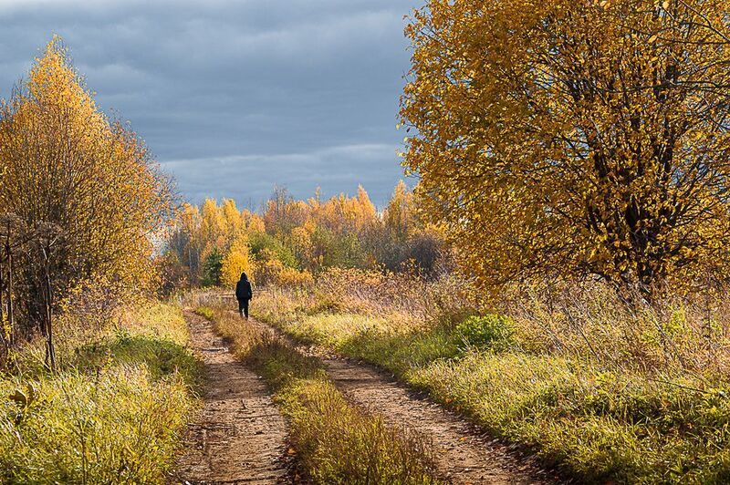 природа, пейзаж, осень, сентябрь, октябрь, лес, республика коми, сыктывкар photo preview
