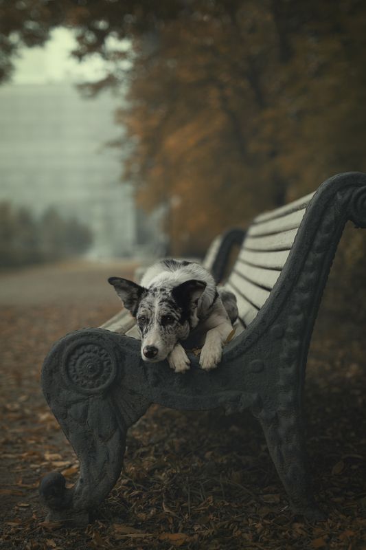 Осень в городеphoto preview