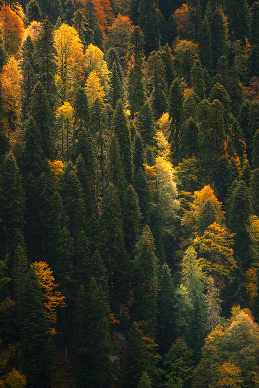 лес, горы, осень, красная поляна Не все то золото...photo preview