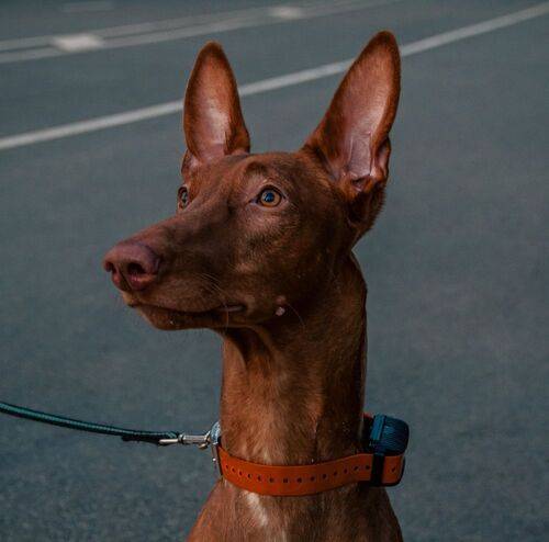 Природа, животный мир