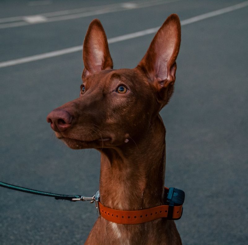 Природа, животный мирphoto preview