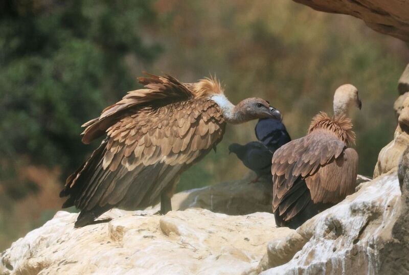 белоголовый сип,голубы,гнездо,гриф,горы,дагестан, Белоголовый Сип и голубы..photo preview