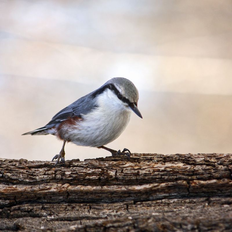 поползень, обыкновенный поползень, ямщик, sitta europaea Поползень (Sitta europaea)photo preview