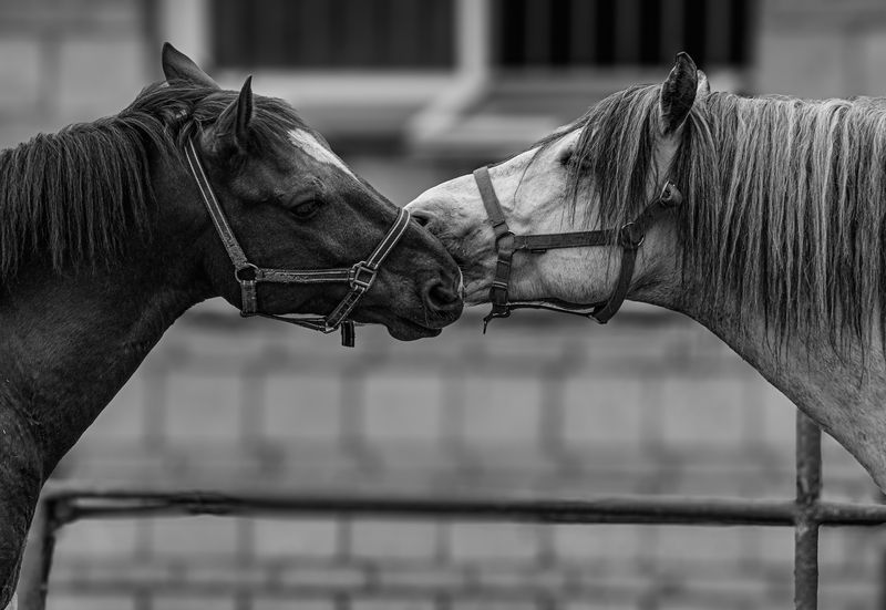 Лошадиphoto preview