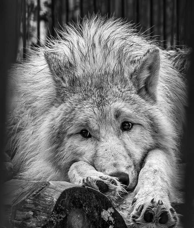 Волкphoto preview