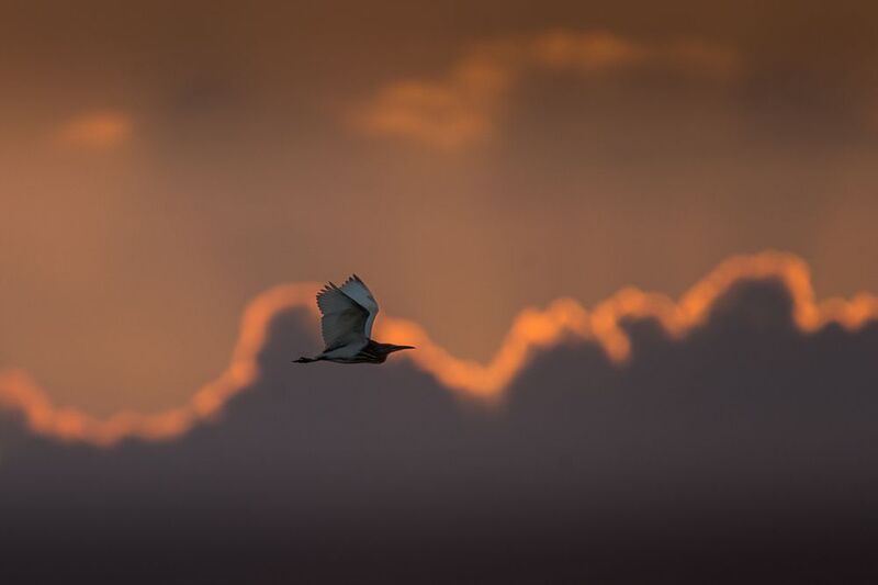 цапля, закат, полет цапля на закатеphoto preview