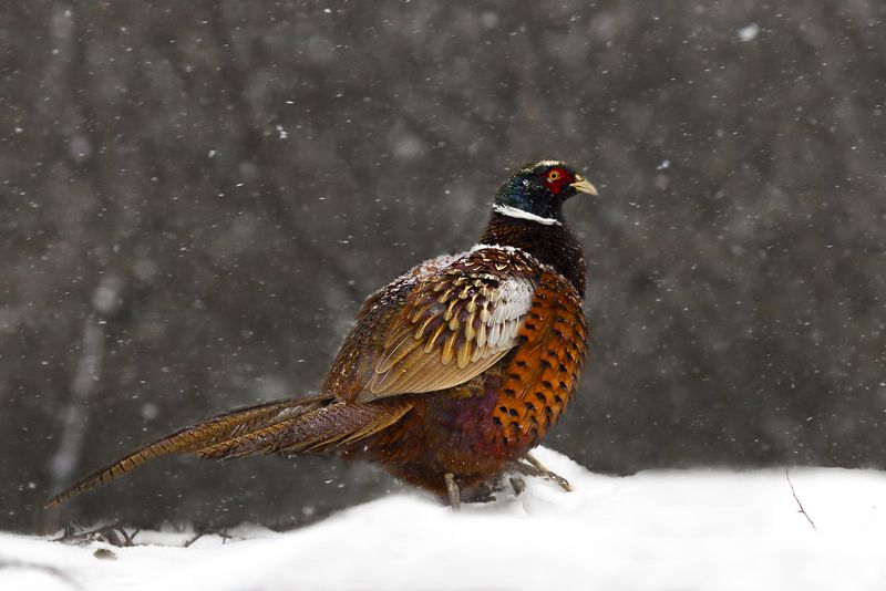 природа ***photo preview