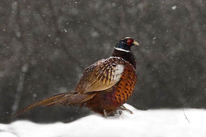 природа ***photo preview