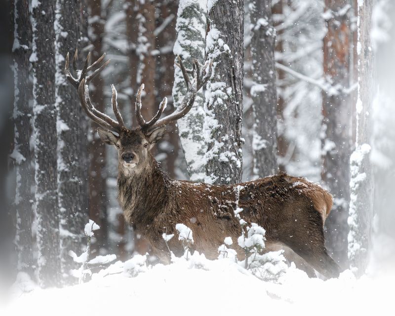 животные, олень, благородный олень, зима, лес, фотоохота, взгляд, wildlife, animals, nature, deer photo preview