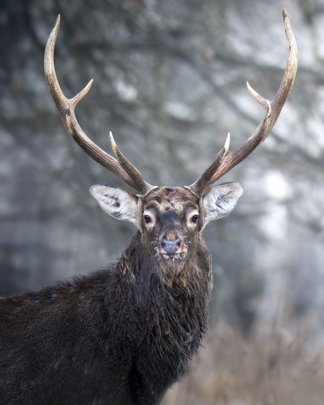 Пятнистый олень (Cervus nippon) photo preview