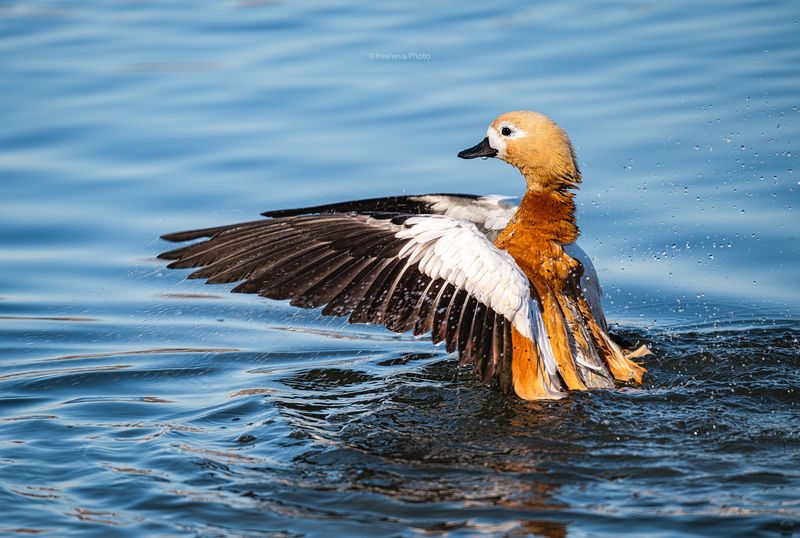 Оагрь,птица,утка Танец на водеphoto preview