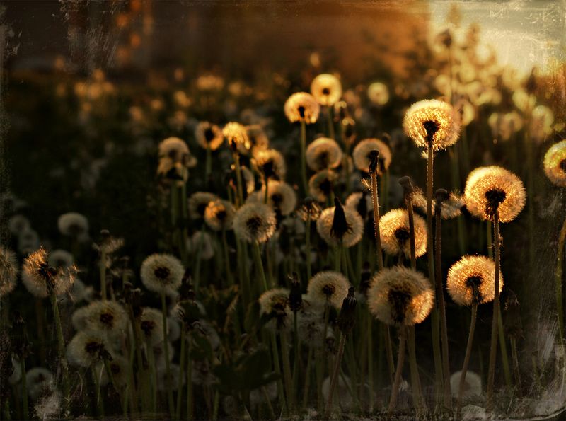 Из жизни одуванчиковphoto preview