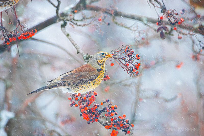 Рябинникphoto preview