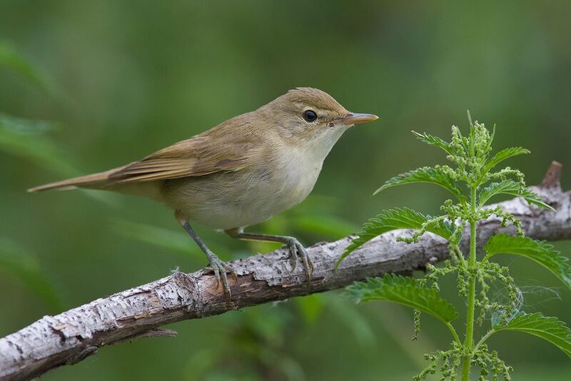 камышовка болотная,крапива,август Камышовкаphoto preview