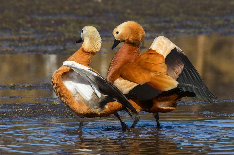 Свадебный танец.photo preview