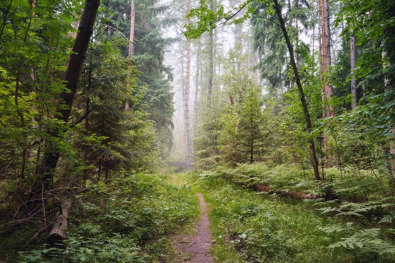 лес, деревья, листва, дымка В летнем лесуphoto preview