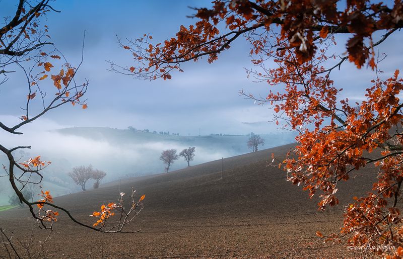 landscape mist fog hills trees autumn marche region italy A bit of fogphoto preview