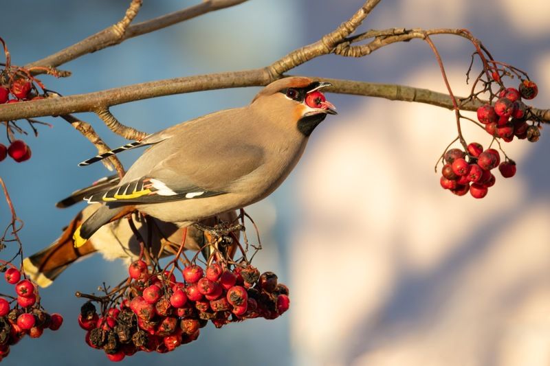 свиристель, птицы, рябина  фото превью