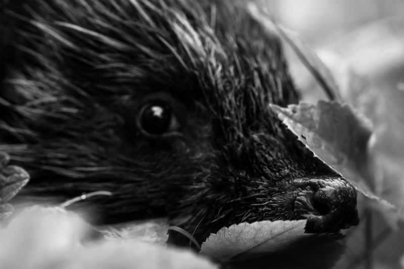 еж, ежиха, ёжик Любопытствоphoto preview