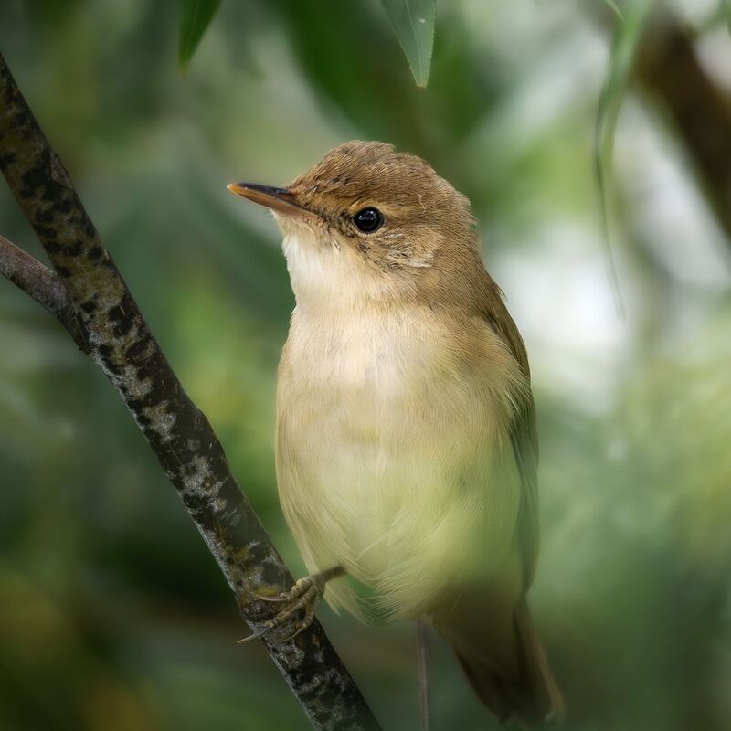 wildlife, birdwatching, nature, bird photography Болотная камышовкаphoto preview