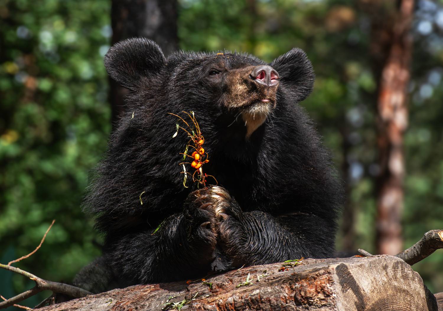 Гималайский медведь. Автор: Михаил Измайлов , Михаил Измайлов