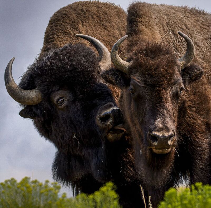 bison, bison kissing, Hi honeyphoto preview