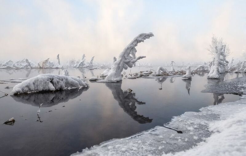 зима, мороз, енисей, пейзаж, изморозь, травинки, отражение Речные жители на прогулке фото превью