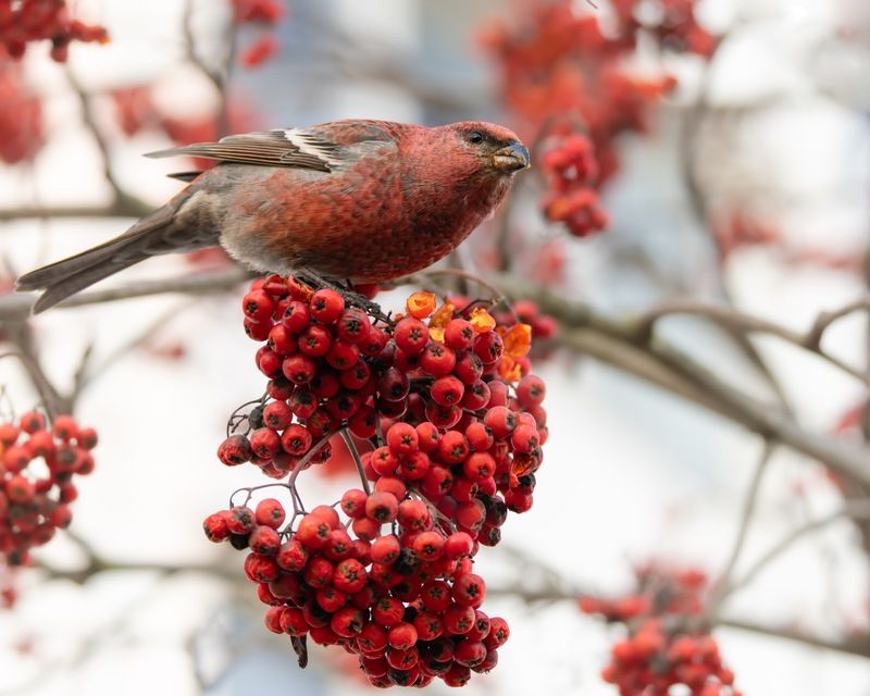 щур, рябина, птицы  фото превью