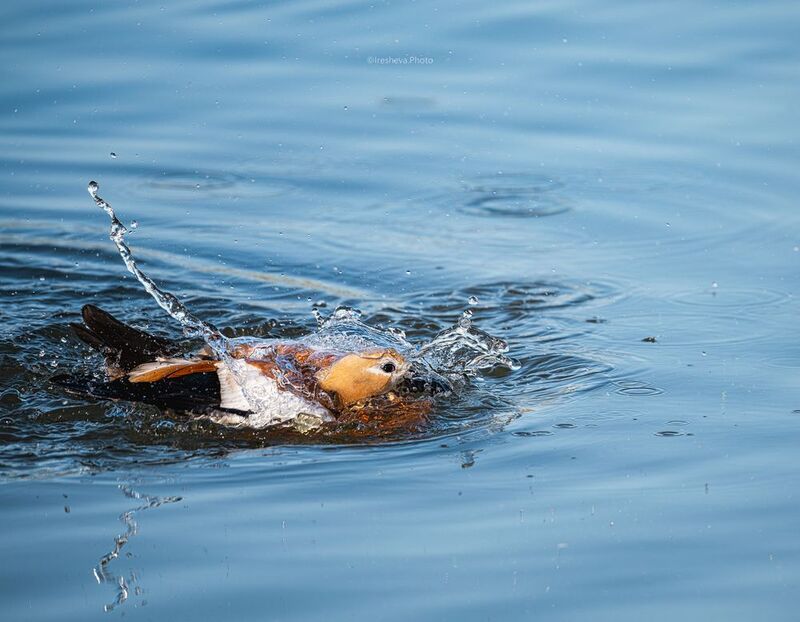 Огарь,птица,утка Купание Огаряphoto preview