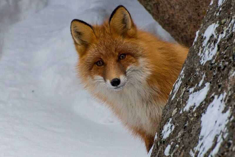 лиса, заповедник, зима,  камень, скала, прятки Давай играть в прятки? фото превью