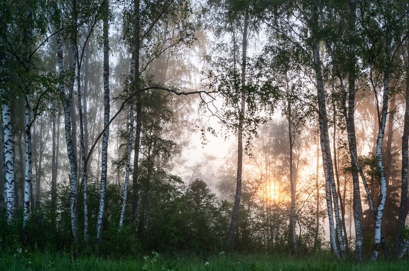 Лесная тишина фото превью