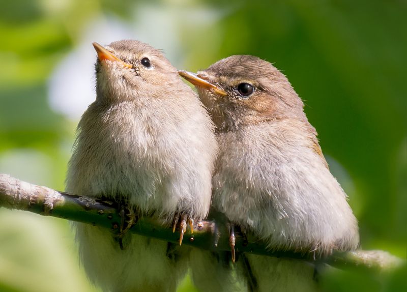 птица, пеночка, птенец, Птенчики пеночки.photo preview