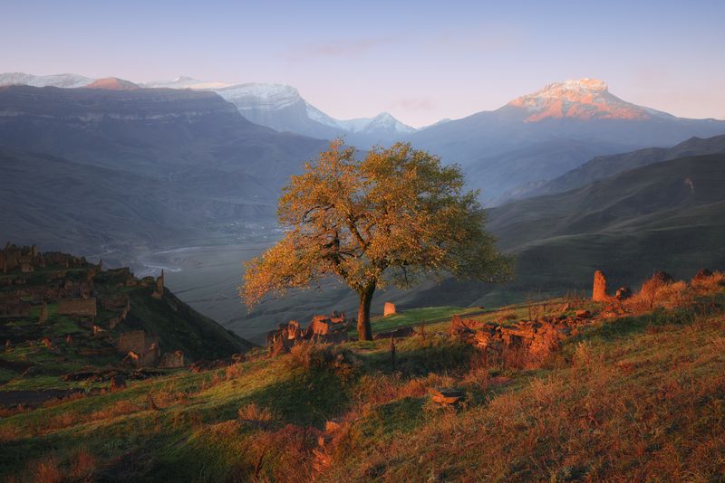 nature, mountain, outdoors, landscape, autumn, tree, meadow, grass, yellow, sunrise, green, caucasus, пейзаж, природа, горы, дерево, кавказ, южный дагестан Одинокое деревоphoto preview