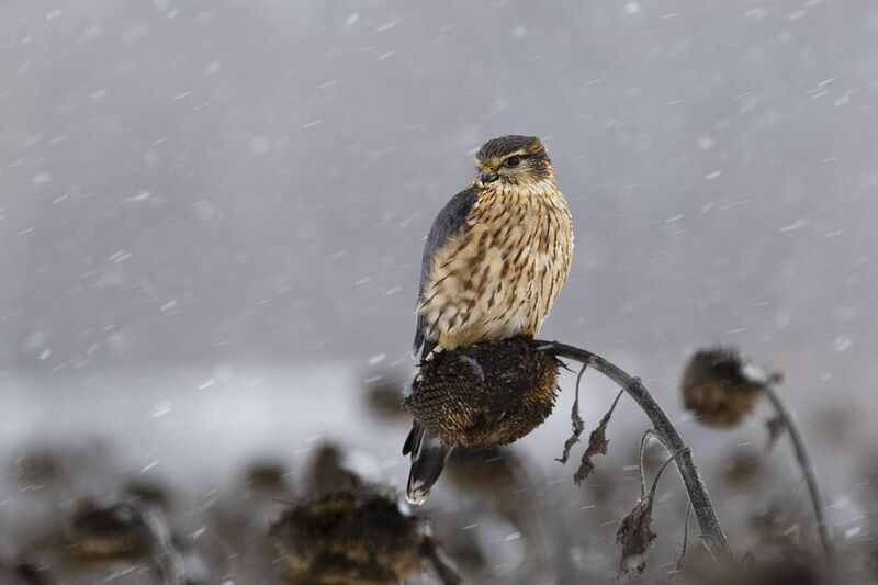 природа Дербникphoto preview