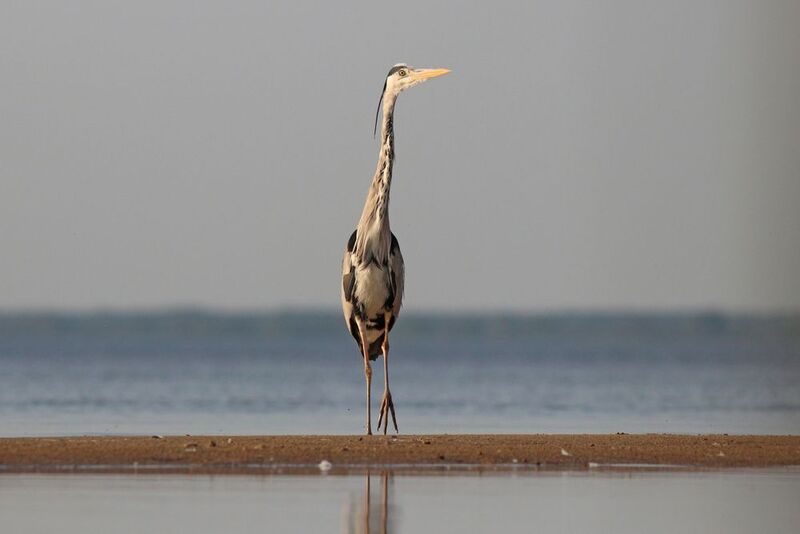 серая цапля, цапля, ardea cinerea, grey heron, heron, куршский залив Осторожно ступаяphoto preview