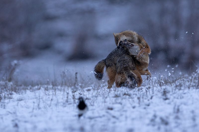 Чакал/ Canis aureus Canis aureus Чакал/ Canis aureusphoto preview