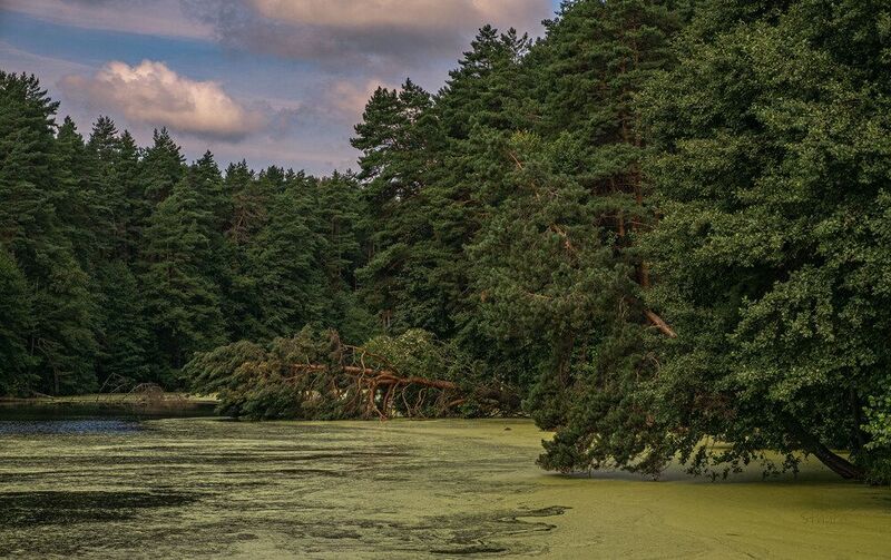 лето озеро лес природа облака пейзаж Сосна упала.photo preview