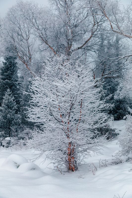 кыргызстан, ала-арча Фантазии зимыphoto preview