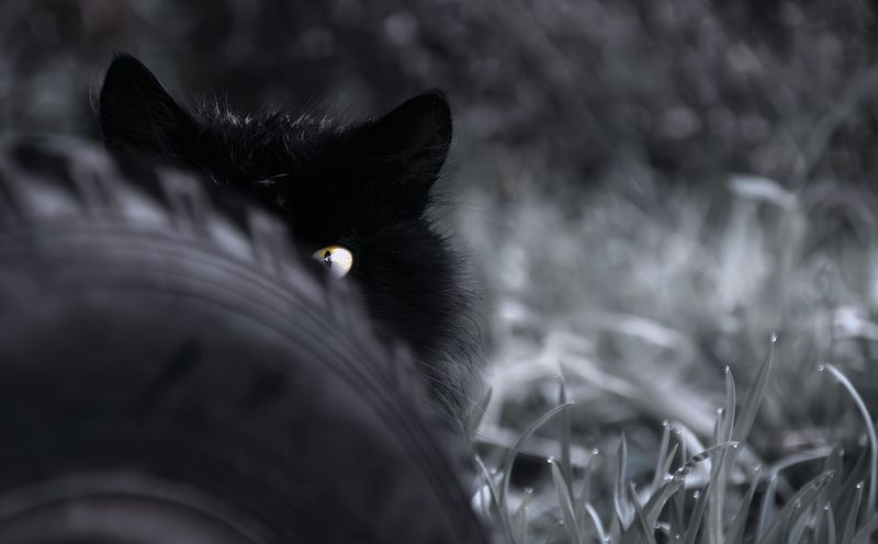 кошки Просто смотретьphoto preview