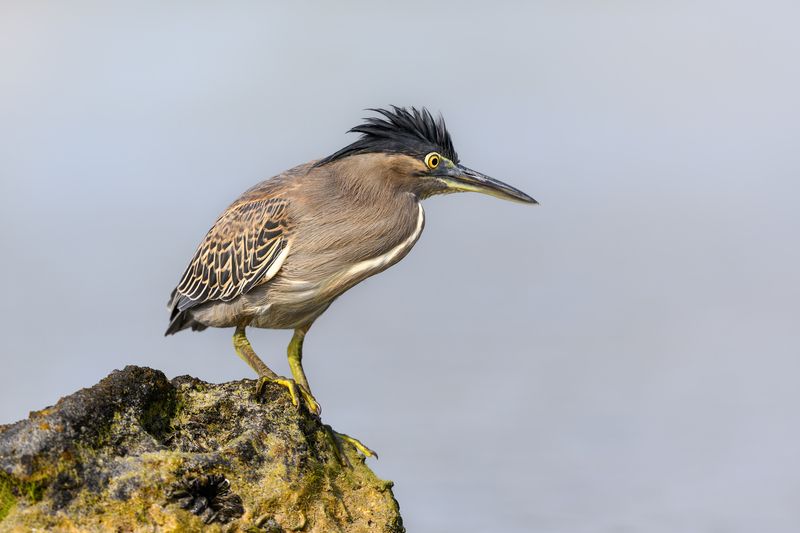 птица, фотоохота, цапля, природа, фауна Зеленая квакваphoto preview