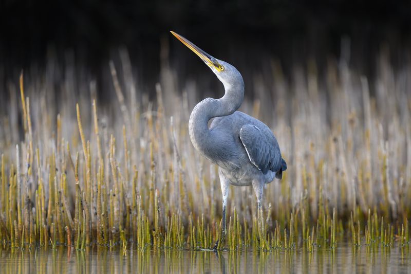 птица, фотоохота, цапля, природа, фауна Рифовая цапля фото превью